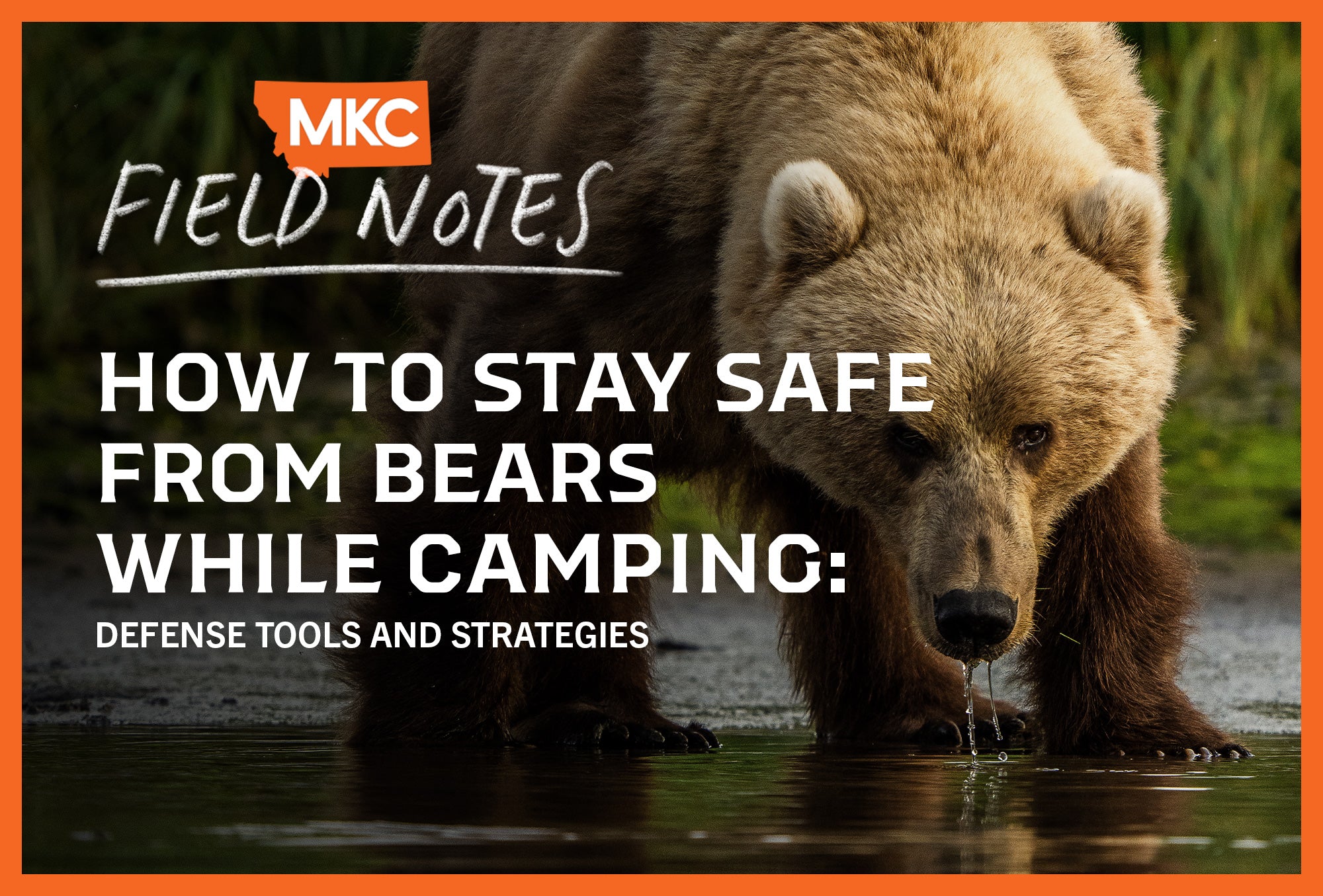 Bear drinking from a stream in the wilderness — highlighting the importance of camping safety, bear defense tools, and wildlife awareness strategies.