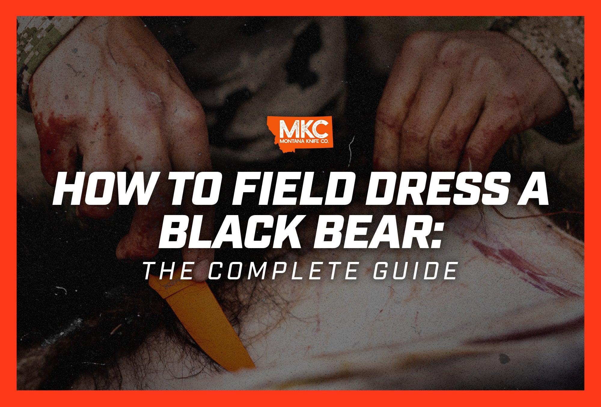 Close-up of hands demonstrating field dressing technique on a black bear.