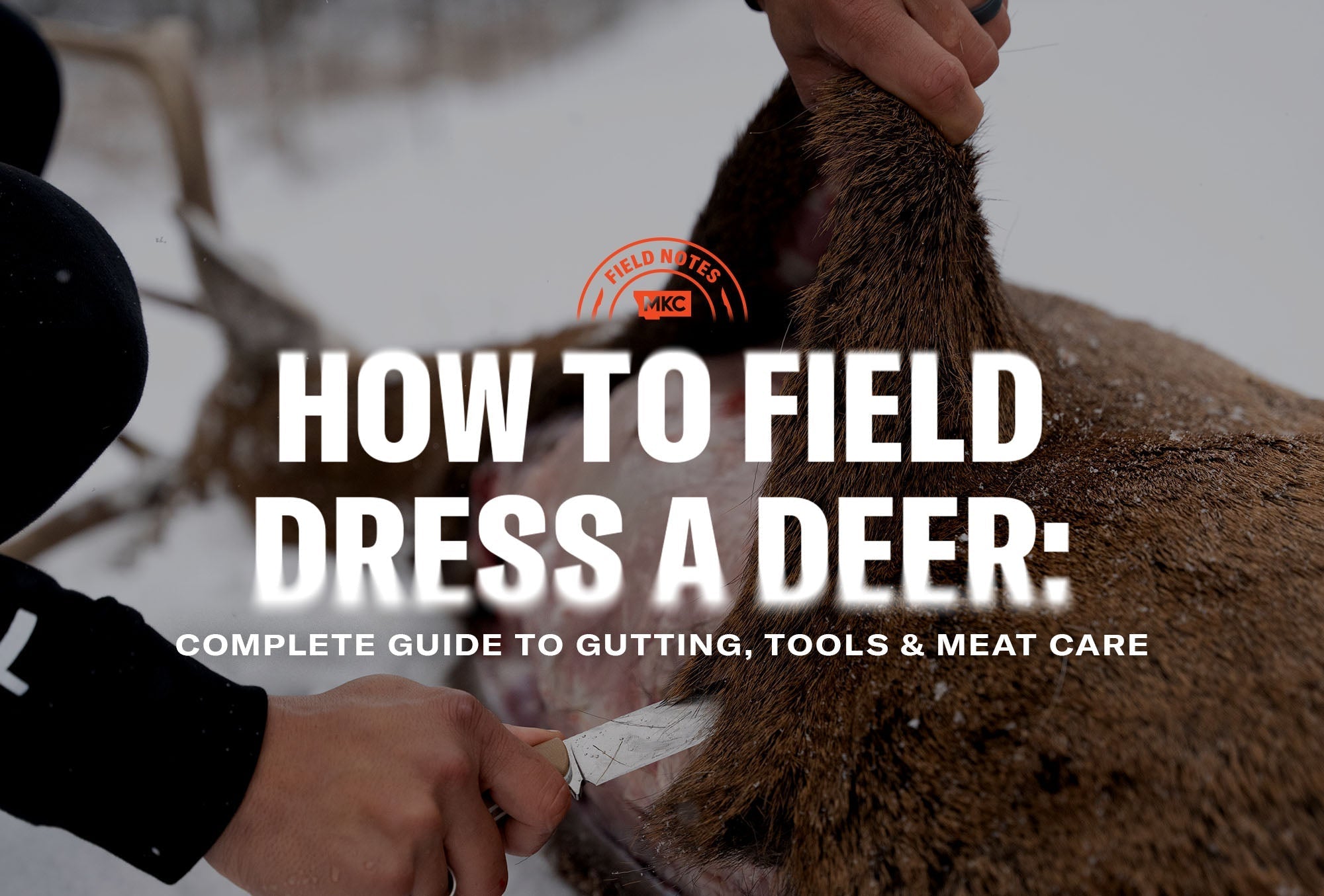 Close-up of a hand making the initial cut while showing how to field dress a deer.