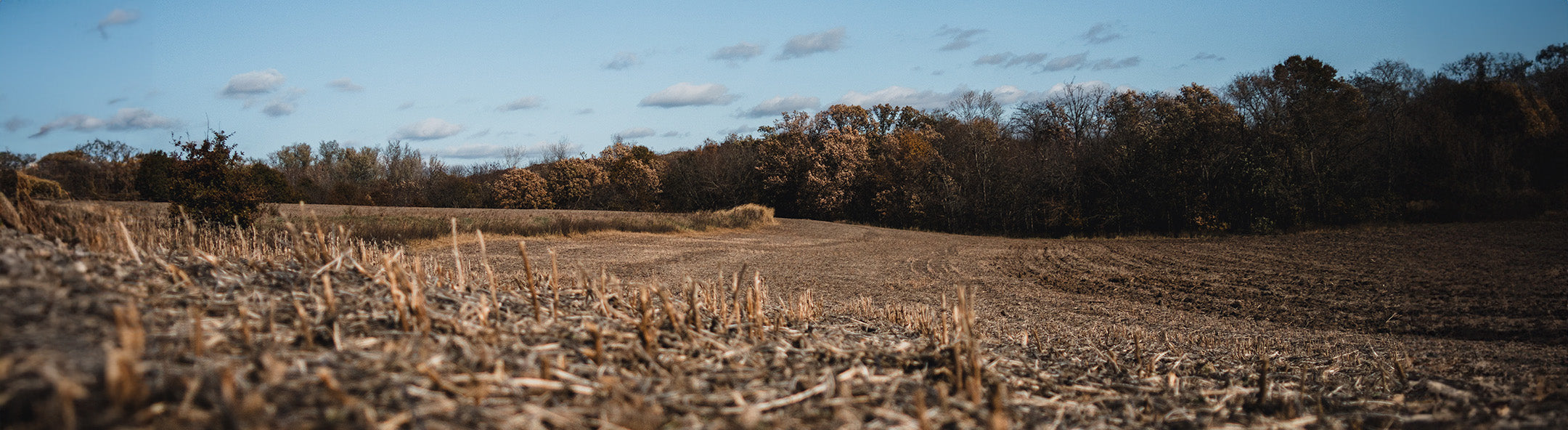 Field with trees in the background