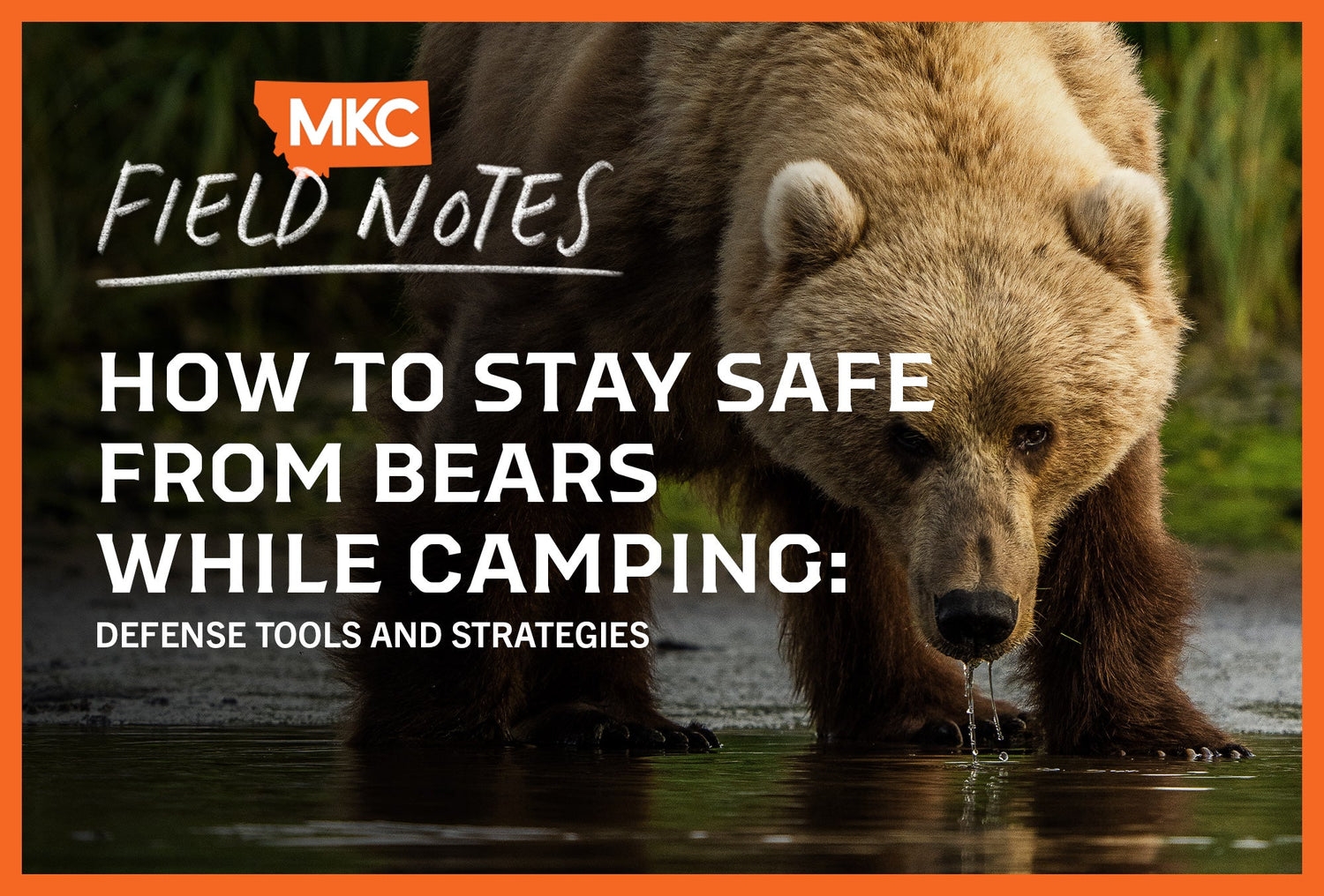 Bear drinking from a stream in the wilderness — highlighting the importance of camping safety, bear defense tools, and wildlife awareness strategies.