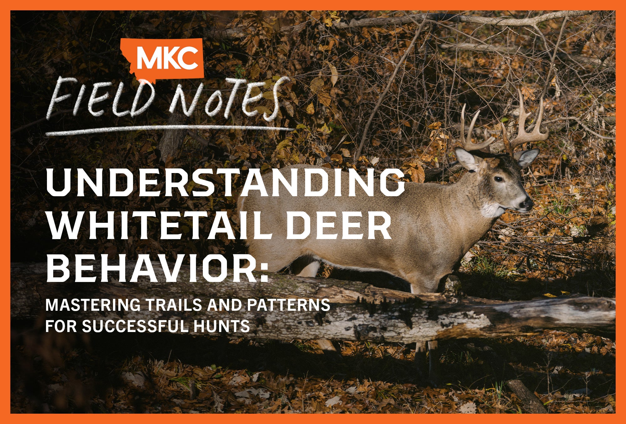 Understanding Whitetail Deer Behavior: Mastering Trails and Patterns ...