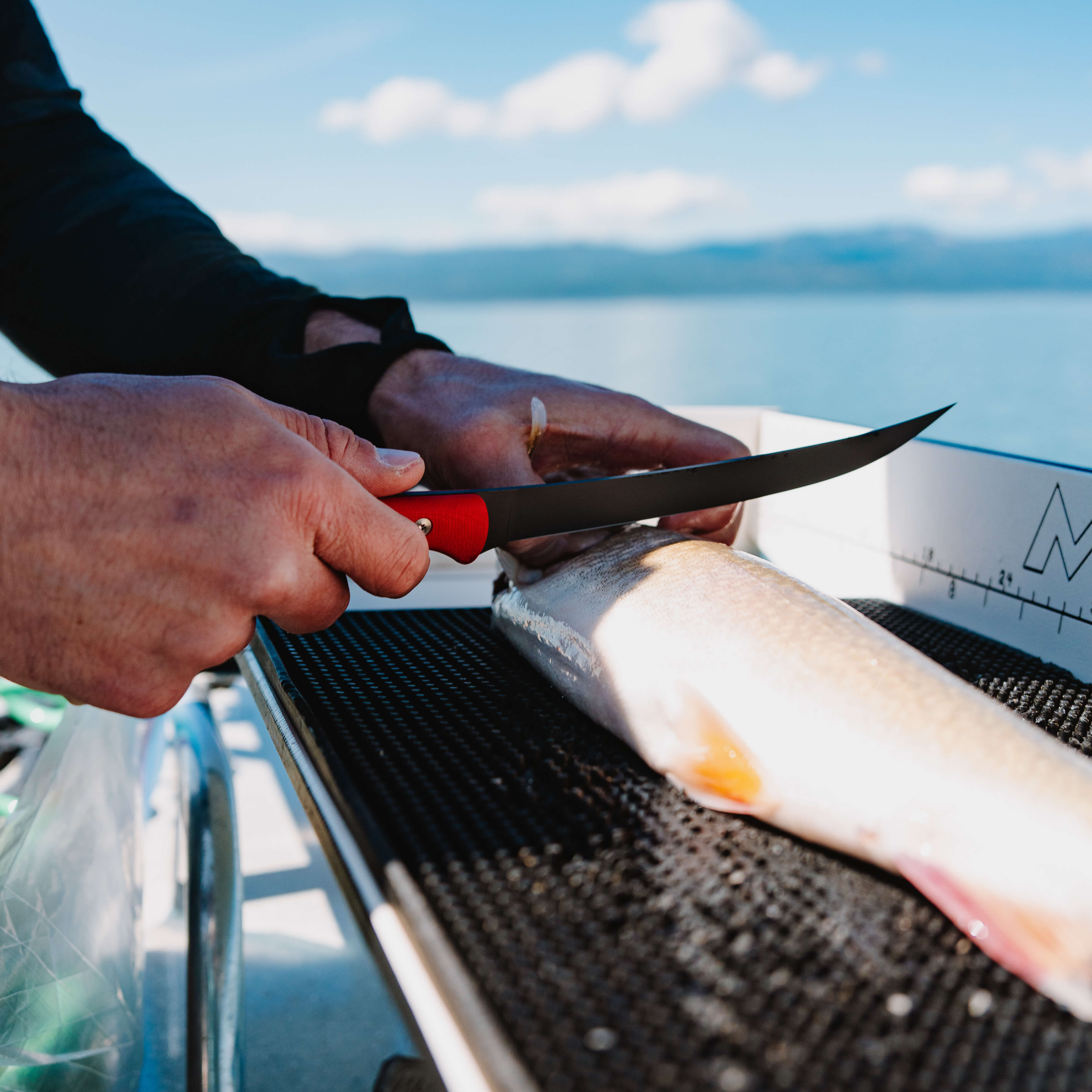 FLATHEAD FILLET  - RED