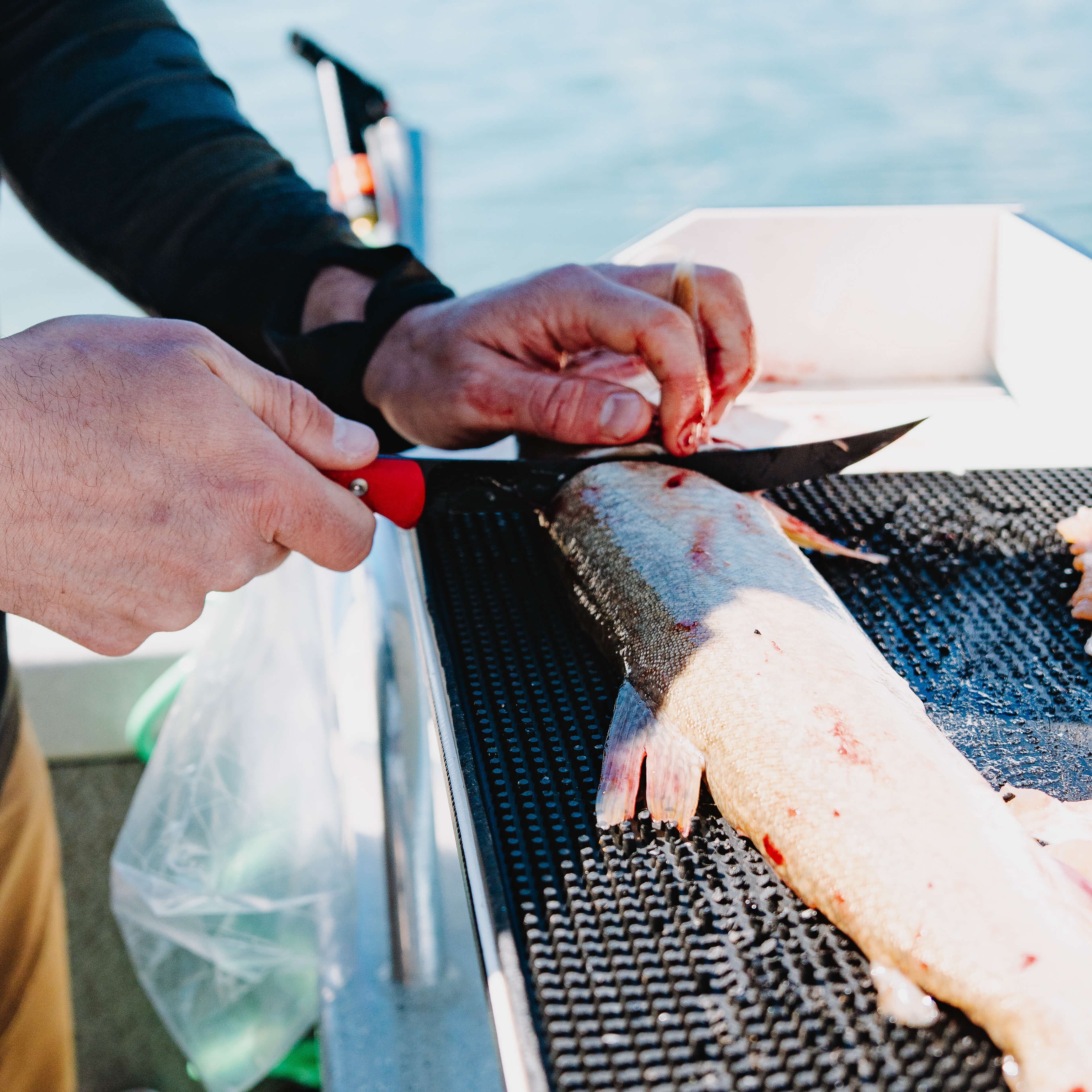 FLATHEAD FILLET  - RED