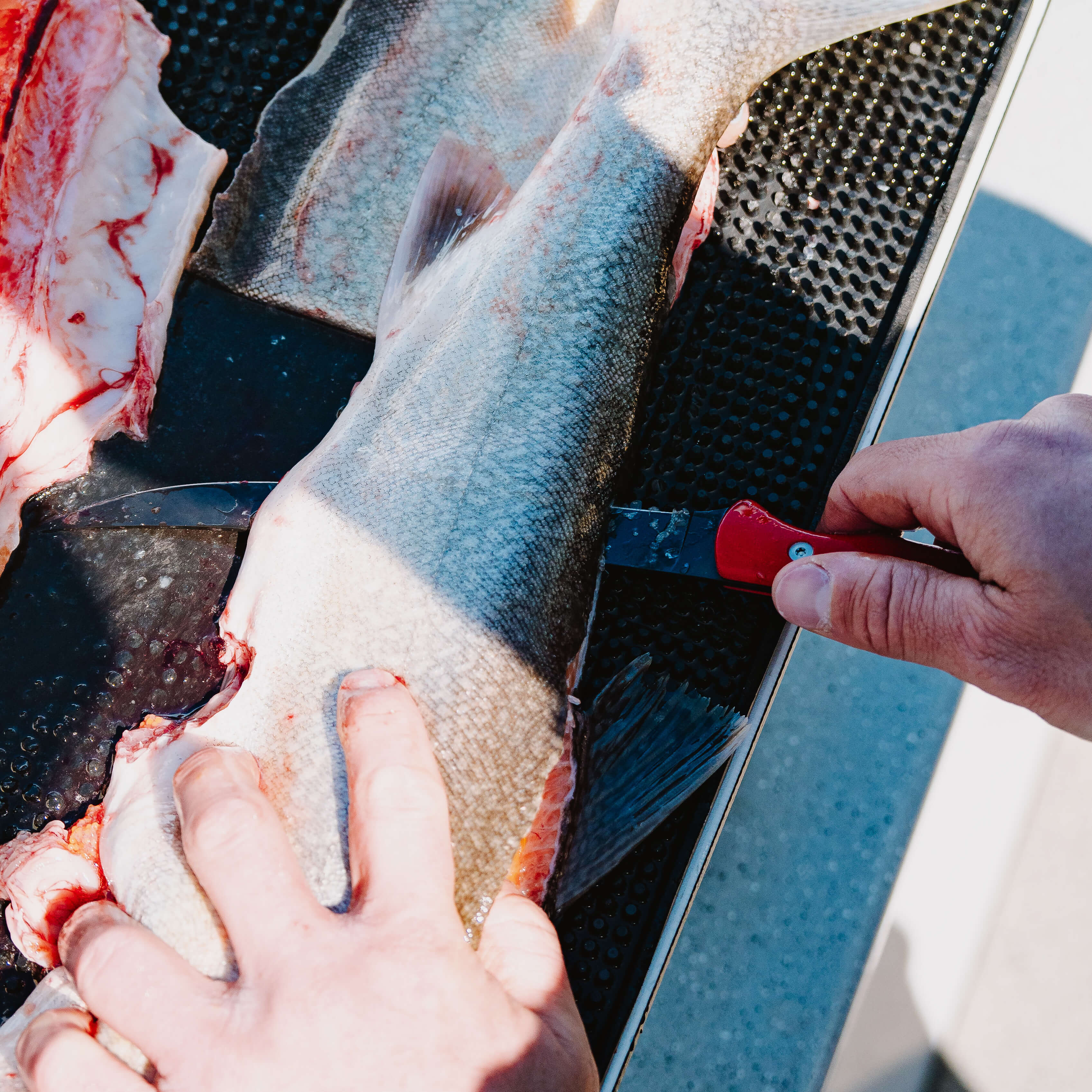 FLATHEAD FILLET  - RED