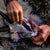 NOCK ON - TRIUMPH HUNTER - ORANGE AND BLACK